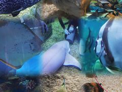 -顺德南宏海立方海洋公园