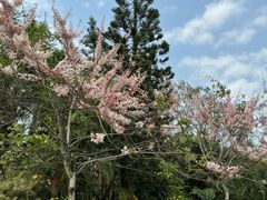 -深圳国际园林花卉博览园