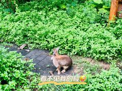 -华侨城湿地公园