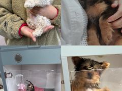 -萌宠之家·腊肠犬·马尔泰·小体犬舍