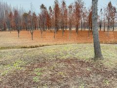 -黄海国家森林公园