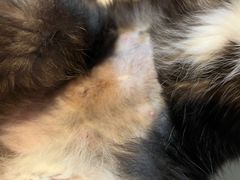 -宠物星动物医院·眼科·异宠·猫科(江南大道总院)