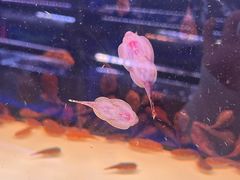 -中环花鸟鱼虫市场