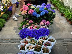 -溪岸路花鸟市场