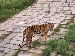 -深圳野生动物园
