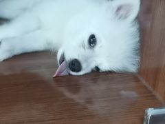 -Goku PET SHOP宠物视觉生活馆(双井店)