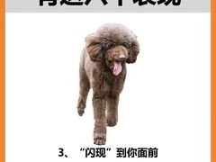 -唐小姐の猫狗洗护·购宠旗舰店(周浦万达店)