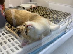 -1013 PET SHOP 宠物商店(近铁城市广场店)