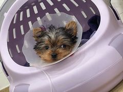 -伟伟宠物医院·CT影像中心·瑞派犬猫综合性门诊(汉口总院)