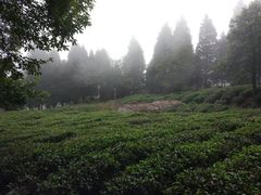 茶园-三叠泉瀑布