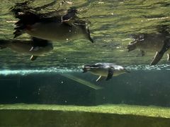 -悉尼海洋生物水族馆