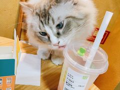 -白兔子密室(长寿路店)