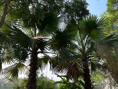 -中国科学院西双版纳热带植物园