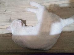 -瑞派名望24h动物医院异宠专科·猫专科·骨科·重症监护分院