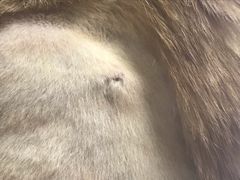 -纳吉亚猫专科动物医院博雅分院