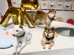 -柴务处·柴犬主题狗咖