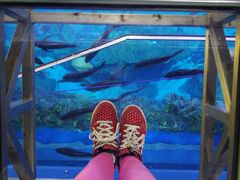 -迪拜水族馆及水下动物园