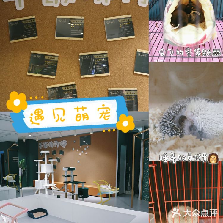 武汉撸兔|遇见萌宠江汉路探店