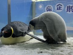 -珠海长隆海洋王国