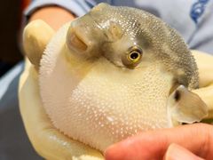 -肆月河豚·淮扬菜·湘菜(华天店)