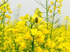 -楠柏弯休闲山庄(梨花溪店)