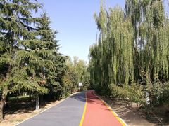 -大兴滨河森林公园