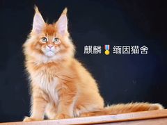 -70cat德文卷毛猫·缅因猫纯种猫舍
