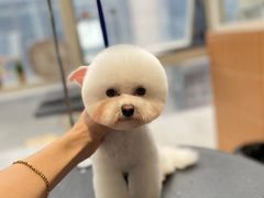 -爱宠屋pet shop·宠物洗澡·宠物美容