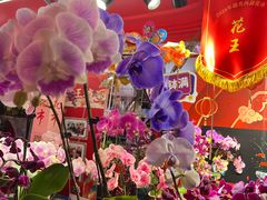 -越秀西湖花市(广州城市广场花卉店)