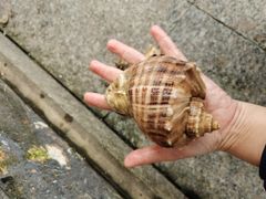 -金海湾海鲜排档(朱家尖店)