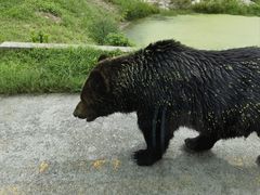 -上海野生动物园