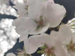 -武汉大学-樱园