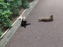 -顺峰山公园