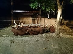 -清迈夜间动物园