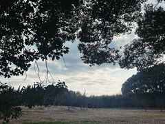 -上海共青森林公园