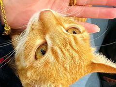 -猫的天空之城概念书店(苏州平江店)