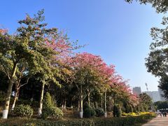 -五缘湾湿地公园