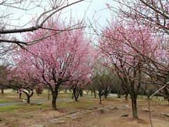 -香雪海