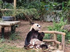 -深圳野生动物园