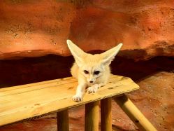 -Zoolung Zoolung动物主题公园(海信广场店)