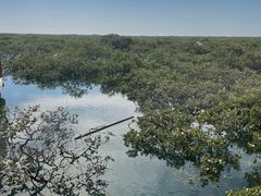 -北海金海湾红树林生态旅游区