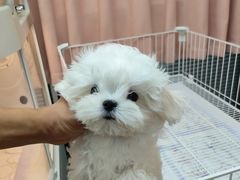 -翊宠yipet猫狗购宠庄园犬舍•猫舍