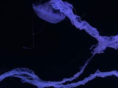 -珠海长隆海洋王国