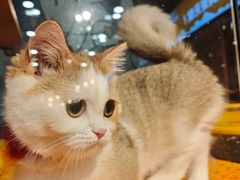 -欣宠猫屋·矮脚拿破仑·蓝金金渐层