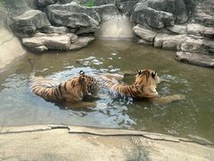 -深圳野生动物园