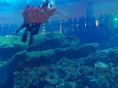 -迪拜水族馆及水下动物园