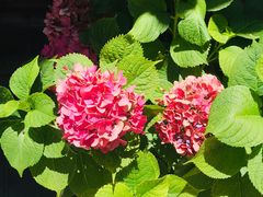 -乡绅本色白家厨坊