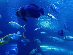 -太平洋海底世界