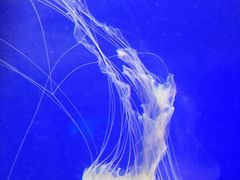 -上海海洋水族馆