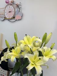 -功夫肩颈先柚美容养生